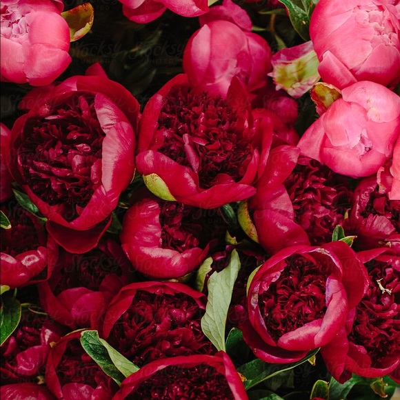 Romance - Picture 3 of 6